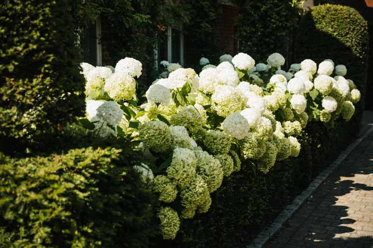 Bradley Burgess garden designer for residential properties in Surrey